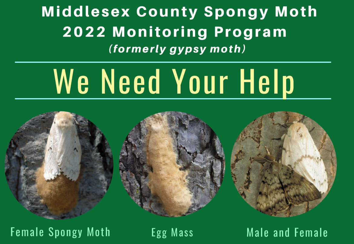 Spongy moth poster 