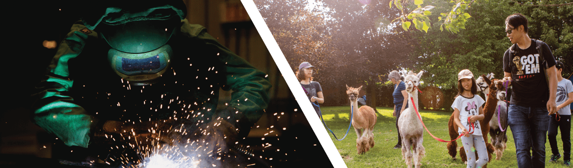 man welding and family walking alpacas