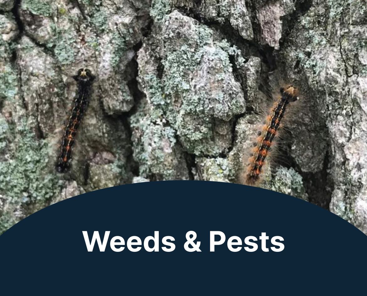 Forestry 1200x800 Callouts-10 - Weeds & Pest