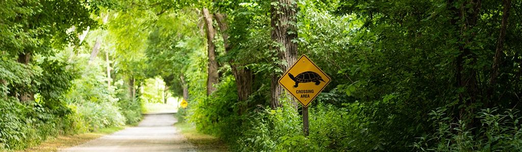 Turtle crossing sign in the forest 