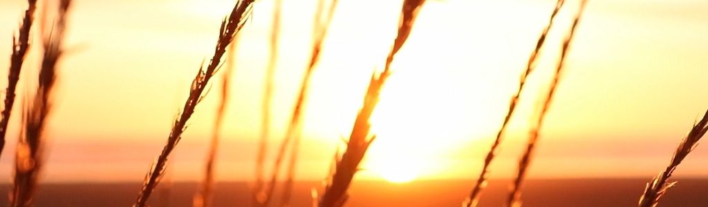 Silhouettes of grass in front of a sunset 