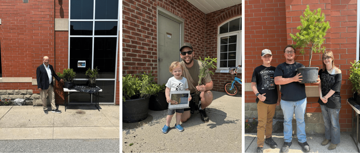 Three-image collage of various people holding spruce tree saplings